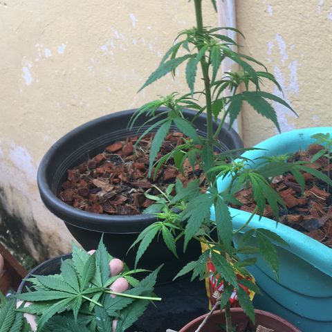 Prensado growlog photo: Folhas maiores cortadas, colocadas em seguida acima da terra em meio a fibra de coco