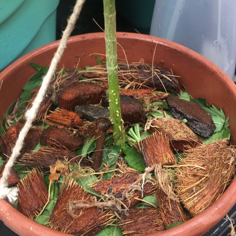 Prensado growlog photo: Folhas maiores cortadas, colocadas em seguida acima da terra em meio a fibra de coco