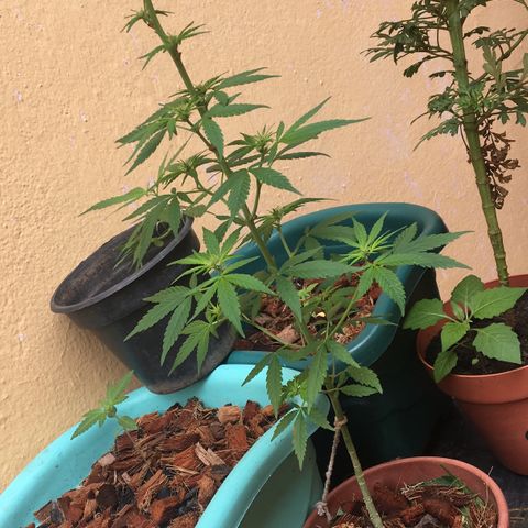 Prensado growlog timeline photo