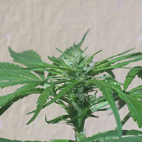 Prensado growlog timeline photo