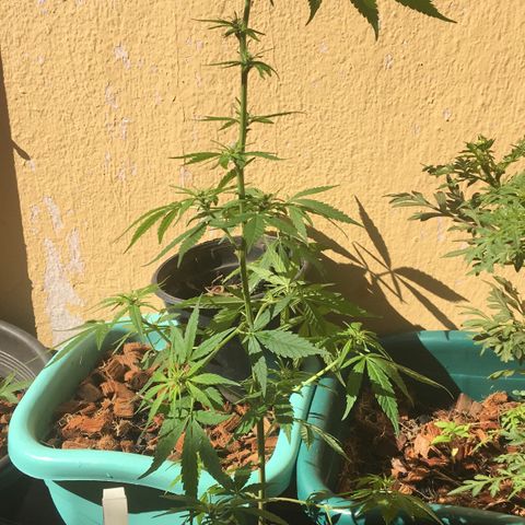 Prensado growlog timeline photo