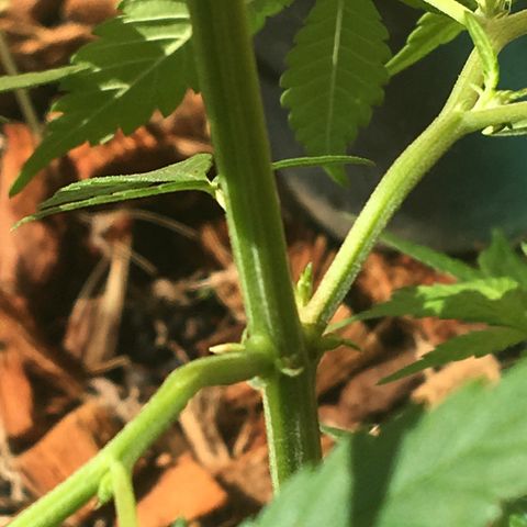 Prensado growlog timeline photo