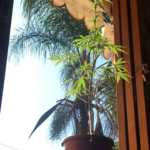 Prensado growlog timeline photo