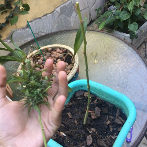 Prensado growlog timeline photo