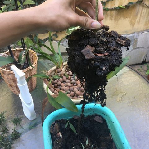 Prensado growlog timeline photo
