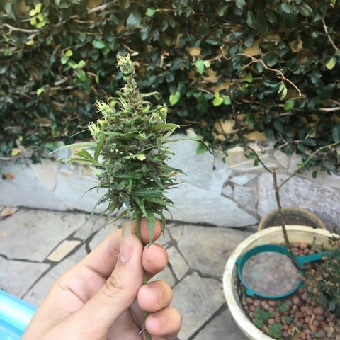 Prensado growlog timeline photo