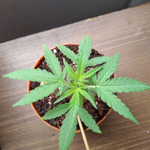 Amnesia Auto growlog timeline photo