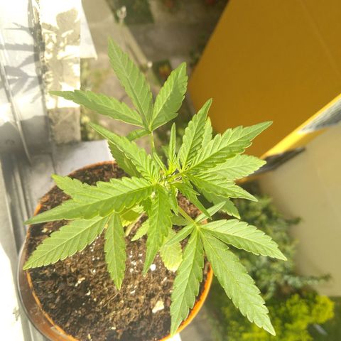 Amnesia Auto growlog timeline photo
