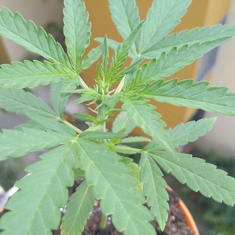 Amnesia Auto growlog timeline photo