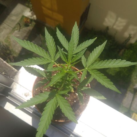 Amnesia Auto growlog timeline photo