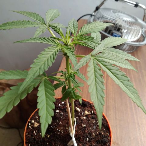 Amnesia Auto growlog photo: Se hizo poda de bajos y se rego 