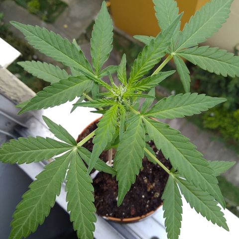 Amnesia Auto growlog photo: 13 cm 
