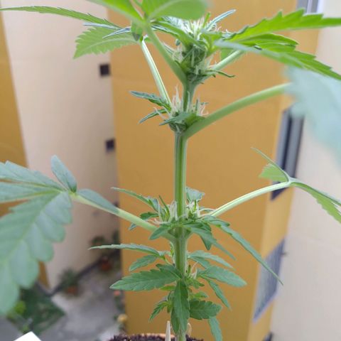 Amnesia Auto growlog timeline photo