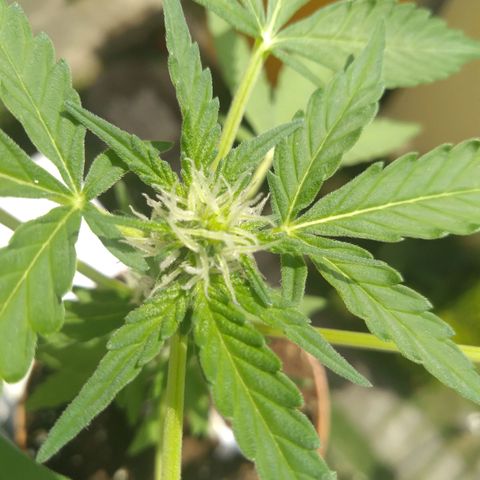 Amnesia Auto growlog photo: 15 cm