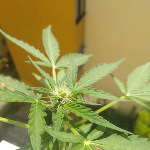 Amnesia Auto growlog photo: 15 cm