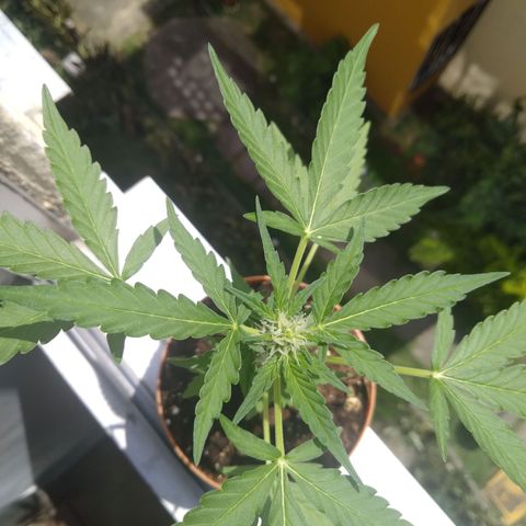 Amnesia Auto growlog photo: 15 cm