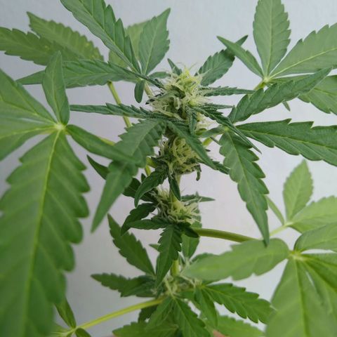 Amnesia Auto growlog timeline photo
