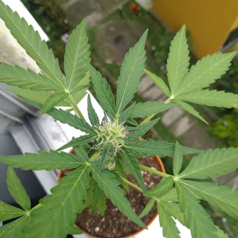 Amnesia Auto growlog timeline photo