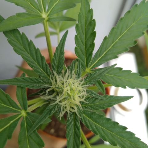 Amnesia Auto growlog timeline photo