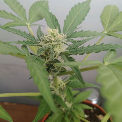 Amnesia Auto growlog timeline photo