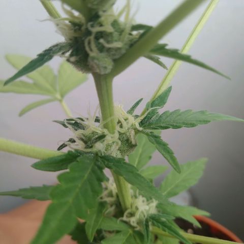 Amnesia Auto growlog timeline photo