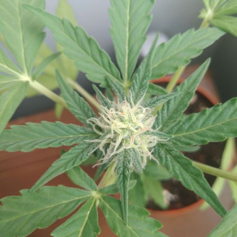 Amnesia Auto growlog timeline photo