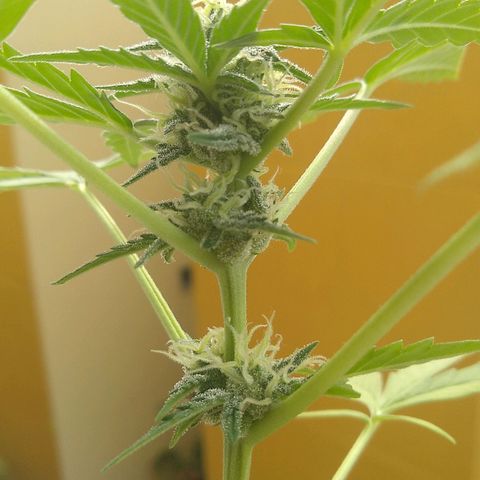 Amnesia Auto growlog timeline photo