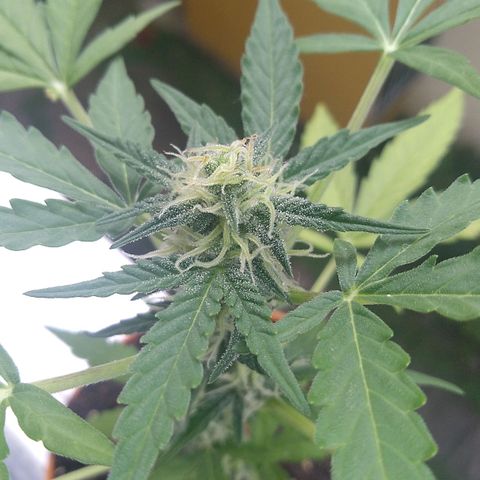 Amnesia Auto growlog timeline photo