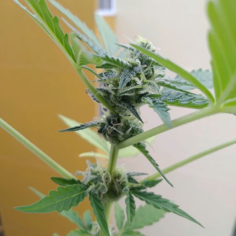 Amnesia Auto growlog timeline photo