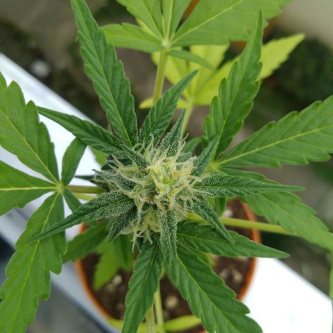Amnesia Auto growlog timeline photo