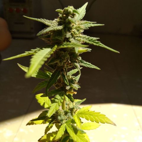 Amnesia Auto growlog timeline photo