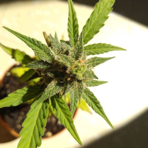 Amnesia Auto growlog timeline photo