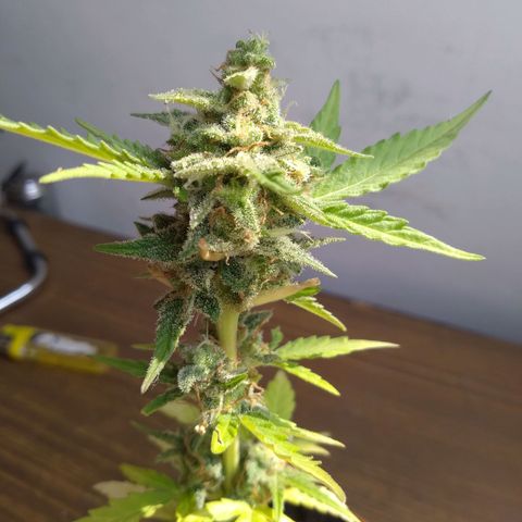 Amnesia Auto growlog timeline photo