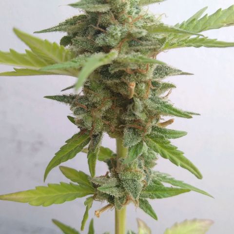 Amnesia Auto growlog timeline photo