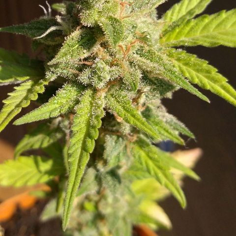 Amnesia Auto growlog timeline photo