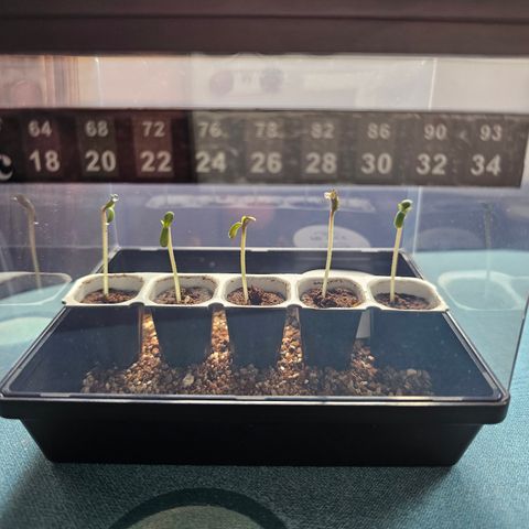 Donna growlog timeline photo
