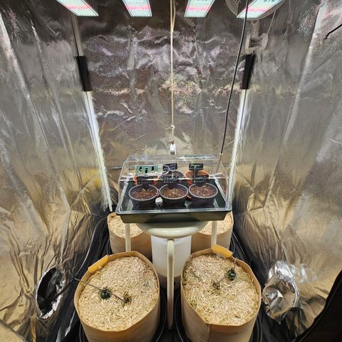Donna growlog timeline photo