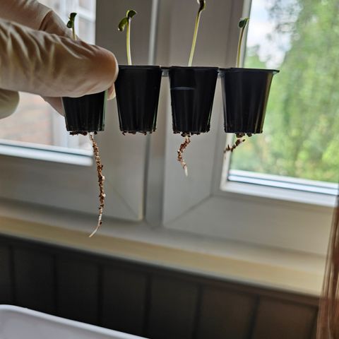 Donna growlog timeline photo