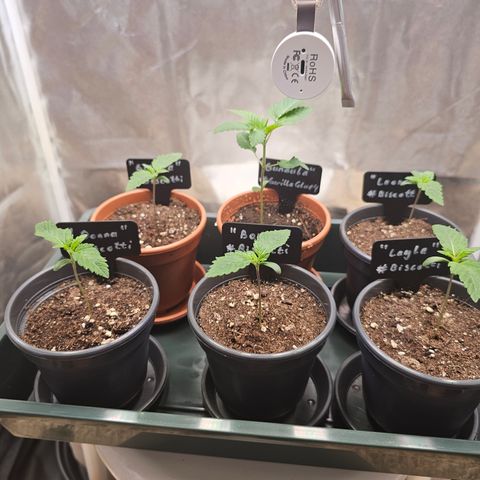 Donna growlog timeline photo