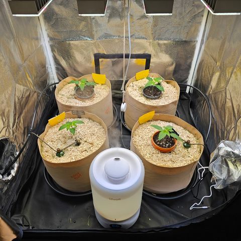 Donna growlog timeline photo