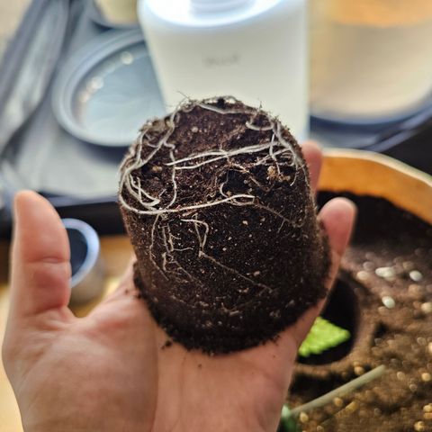 Donna growlog timeline photo