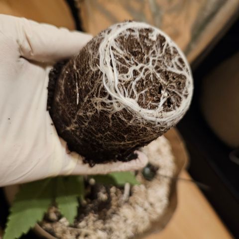 Bonnie growlog timeline photo
