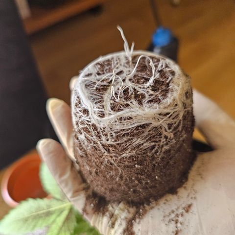 Layla growlog timeline photo