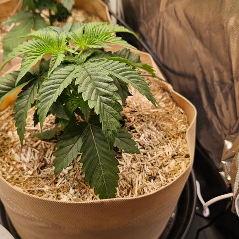 Donna growlog timeline photo