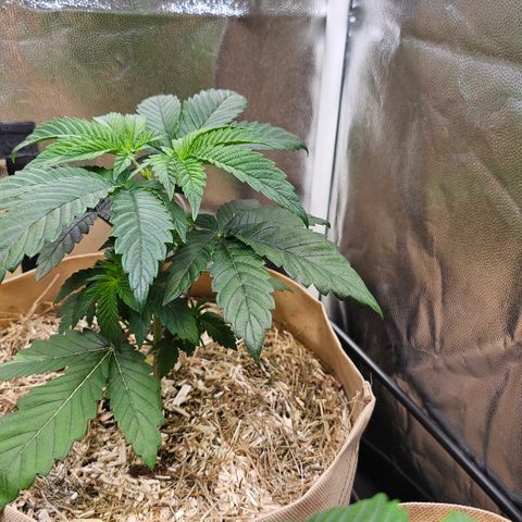 Donna growlog timeline photo
