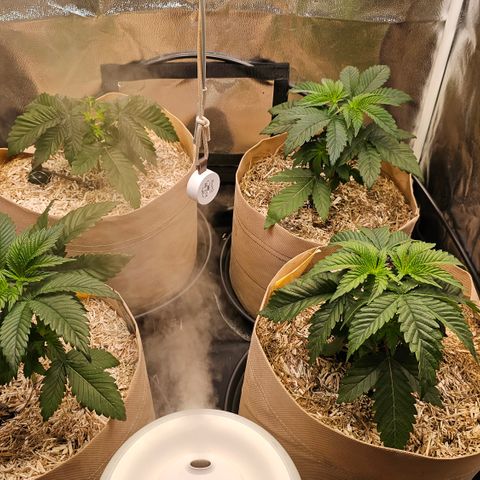 Donna growlog timeline photo