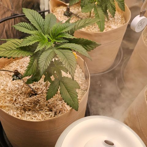Donna growlog timeline photo