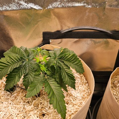 Donna growlog timeline photo