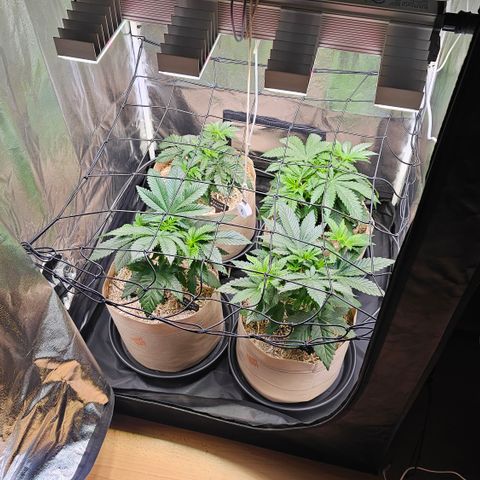 Donna growlog timeline photo