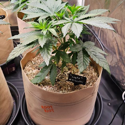 Layla growlog timeline photo